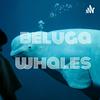 undefined beluga whales