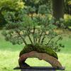 undefined Bonsai - Jens Berner