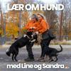 undefined LÆR OM HUND