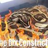 undefined Wild About Ball Pythons