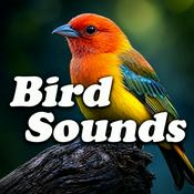 Podcast Bird Sounds