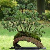 Podcast Bonsai - Jens Berner