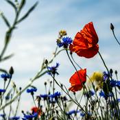 Podcast Ej Blot Til Fugl