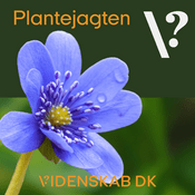 Podcast Plantejagten