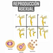 Podcast Reproducción Asexual