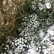 Podcast Søvn podcast