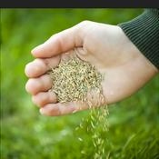 Podcast Sowers of the seed