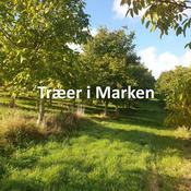 Podcast Træer i Marken
