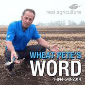 Podcast Wheat Pete's Word – RealAgriculture