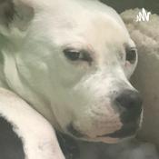 Podcast Why Oranges Suck